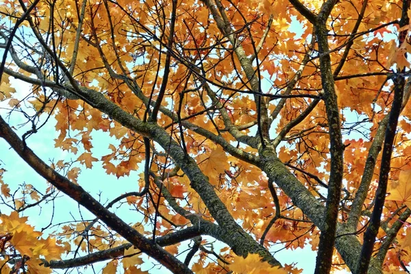 Paisaje de otoño con follaje de colores brillantes. Verano indio . —  Fotos de Stock