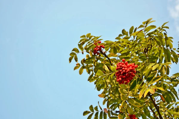 Rowan tree med fullt mogna bär. — Stockfoto