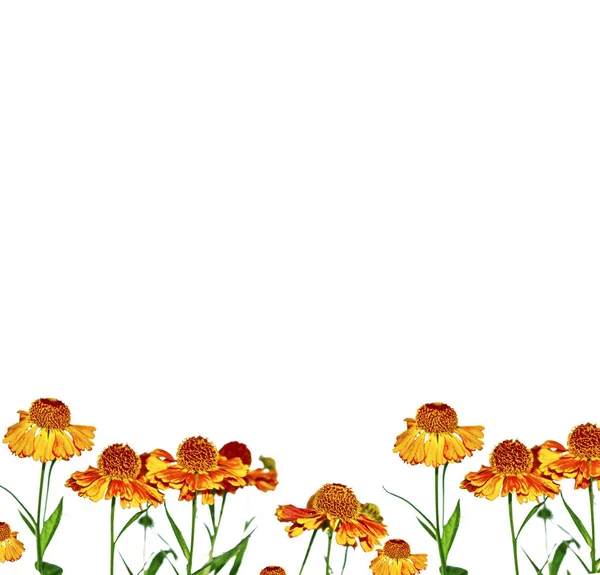 Ljusa färgglada blommor ringblommor isolerad på vit bakgrund — Stockfoto