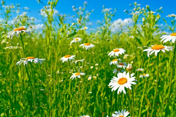 Białe kwiaty daisy jasne na tle zajmujących lato — Zdjęcie stockowe