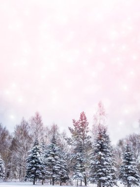  Karla kaplı ağaçlarla donuk kış ormanı.