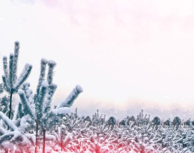  Karla kaplı ağaçlarla donuk kış ormanı.