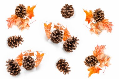 parlak renkli sonbahar yaprakları