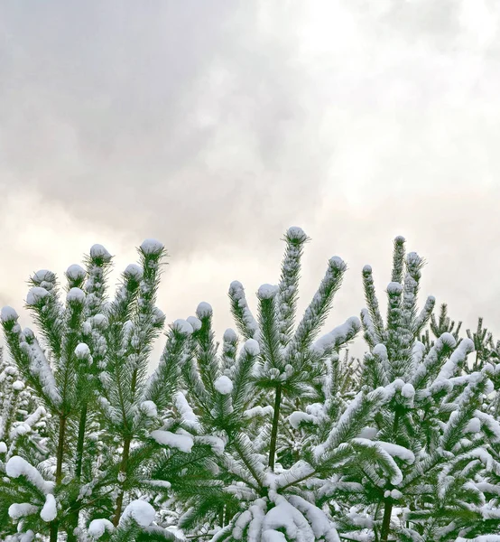 Fryst vinterskog med snötäckta träd. — Stockfoto