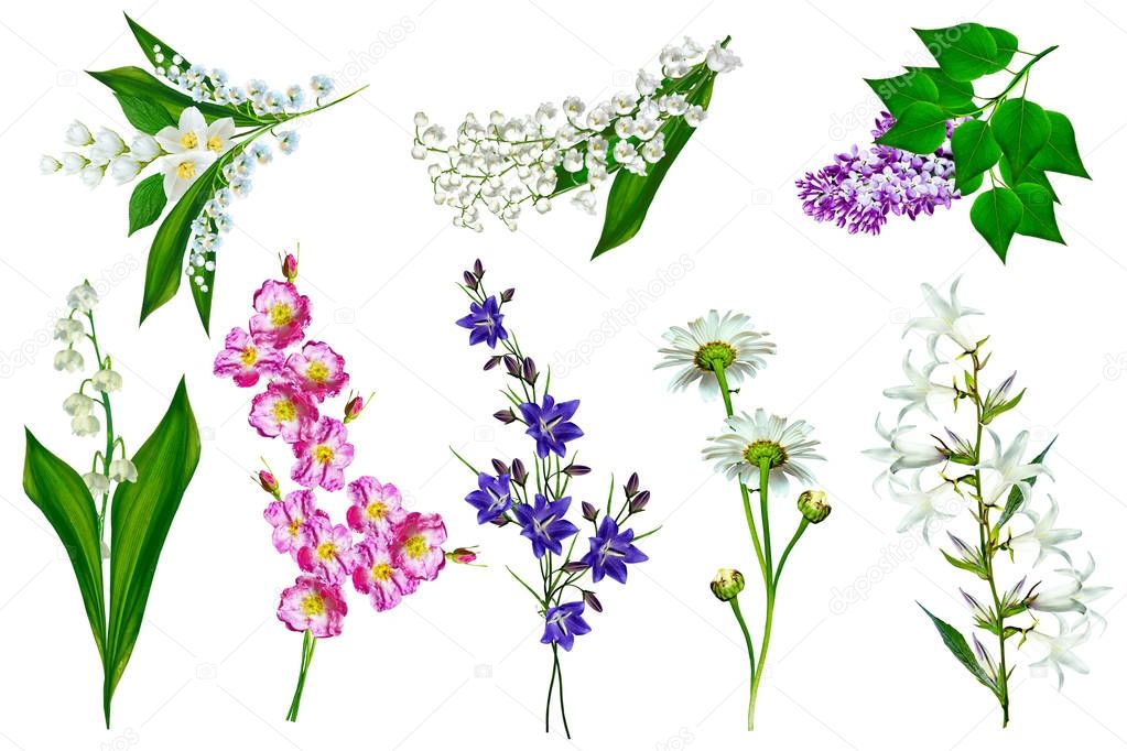 Bright colorful field and garden flowers isolated on white backg