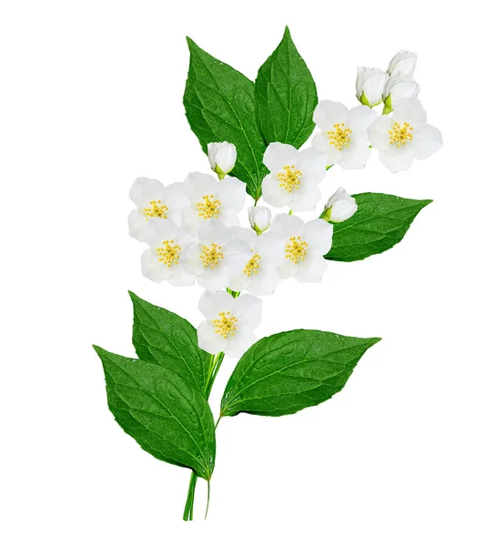 Branch of jasmine flowers — Stock Photo, Image