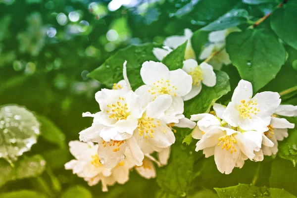 Ανοιξιάτικο τοπίο με λεπτή λουλούδια γιασεμιού — Φωτογραφία Αρχείου