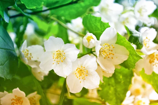 Bahar yatay, hassas Yasemin çiçekleri