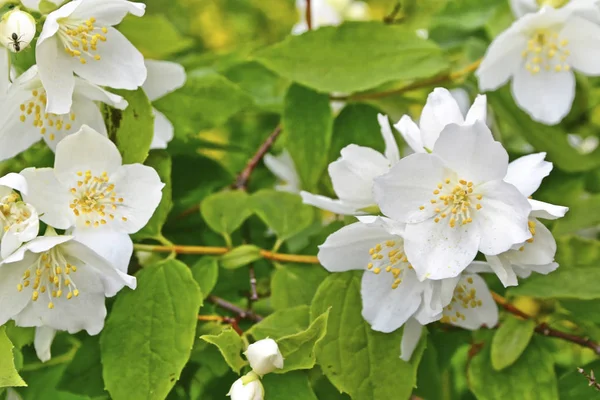 Paisaje de primavera con delicadas flores de jazmín —  Fotos de Stock