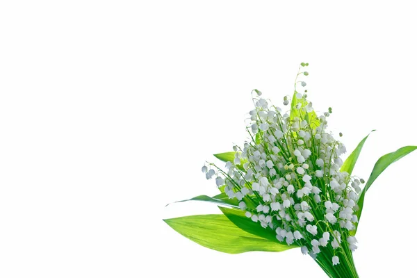 Lily of the valley bloem op witte achtergrond — Stockfoto