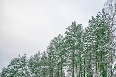  Karla kaplı ağaçlarla donuk kış ormanı.