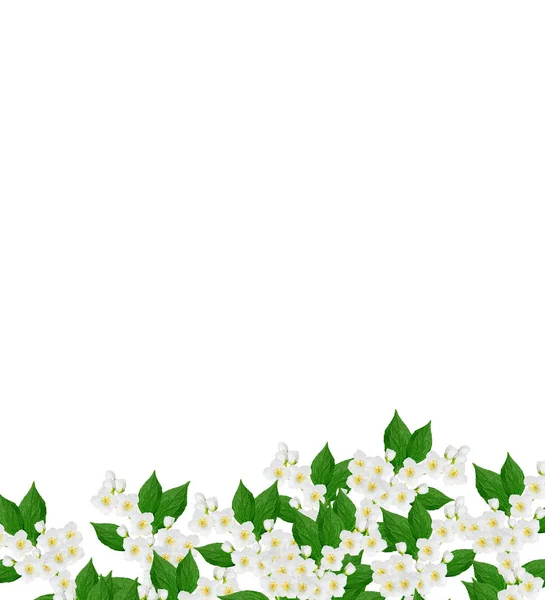 Гілка квітів жасмину — стокове фото