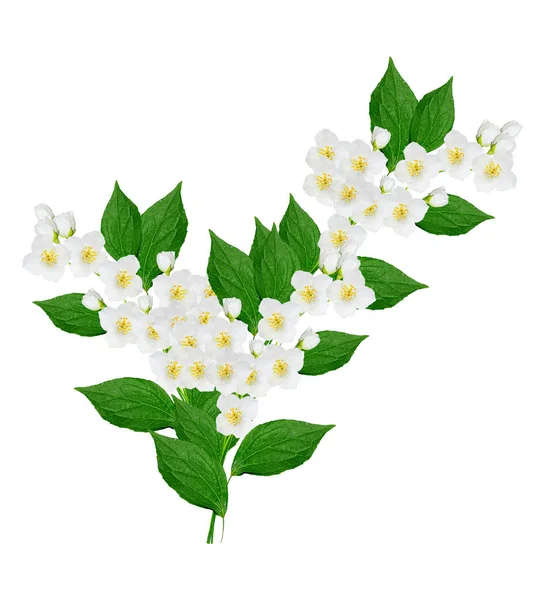 Tak van jasmijn bloemen — Stockfoto