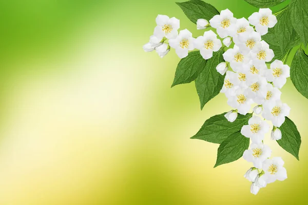 Paisagem de primavera com delicadas flores de jasmim — Fotografia de Stock