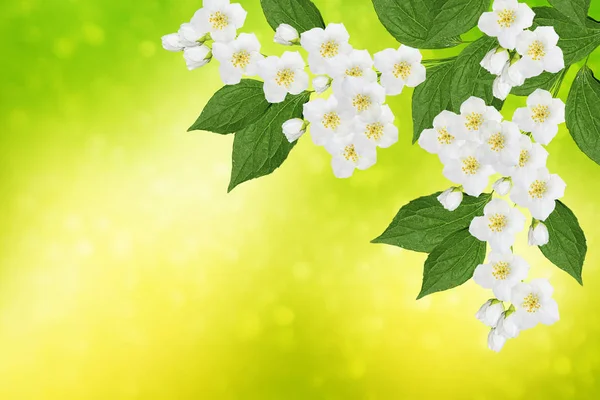 Spring landscape with delicate jasmine flowers — Stock Photo, Image