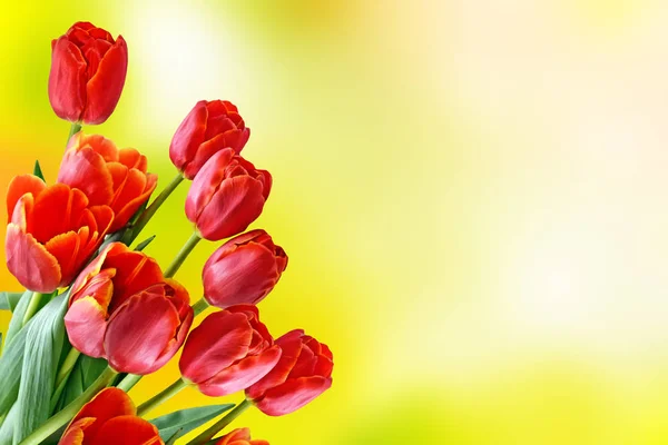 Flores brillantes y coloridas tulipanes —  Fotos de Stock