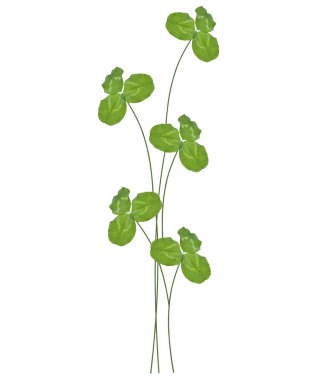 beyaz zemin üzerine dört yapraklı yonca