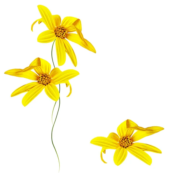 Яркие цветки георгины — стоковое фото
