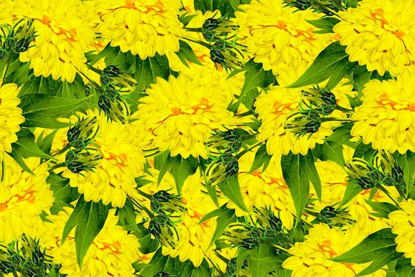 Dália de flor brilhante colorida — Fotografia de Stock