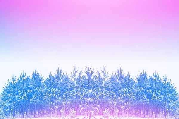 Foresta invernale ghiacciata con alberi innevati. — Foto Stock