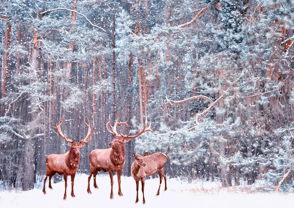 雪は、木を覆われました。鹿 — ストック写真