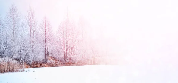 Desenfoque. Bosque de invierno congelado con árboles cubiertos de nieve . —  Fotos de Stock