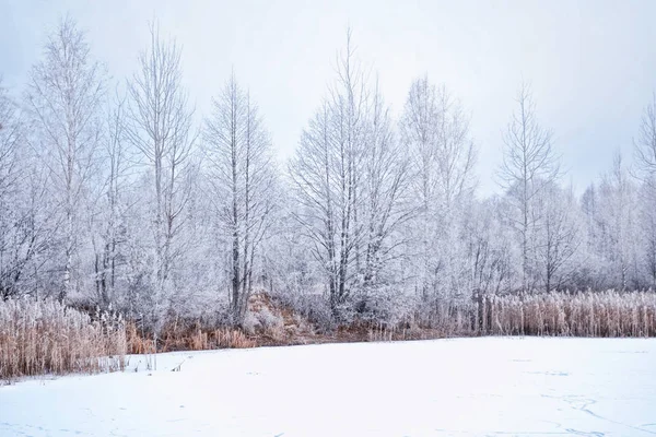 Verschwommener weihnachtlicher Hintergrund. Bäume im Schnee. Winterwald — Stockfoto