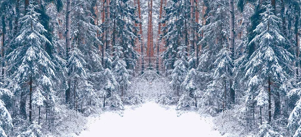 Floresta de inverno congelada com árvores cobertas de neve. — Fotografia de Stock