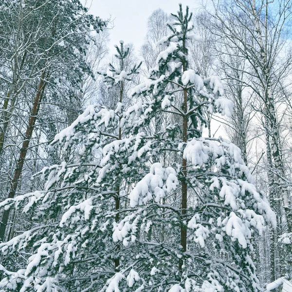 Fryst vinterskog med snötäckta träd. — Stockfoto