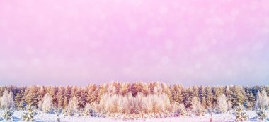  Karla kaplı ağaçlarla donuk kış ormanı.