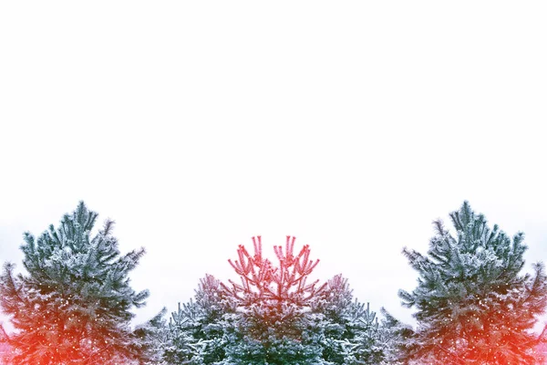 Die Äste des schneebedeckten Weihnachtsbaums — Stockfoto
