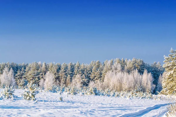 Fryst vinterskog med snötäckta träd. — Stockfoto