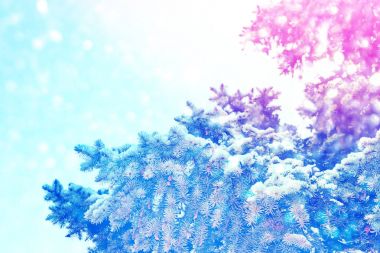  Karla kaplı ağaçlarla donuk kış ormanı.