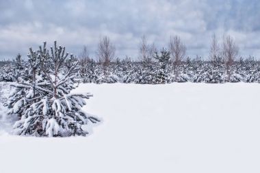 Karla kaplı ağaçlarla donuk kış ormanı.