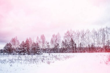  Karla kaplı ağaçlarla donuk kış ormanı.