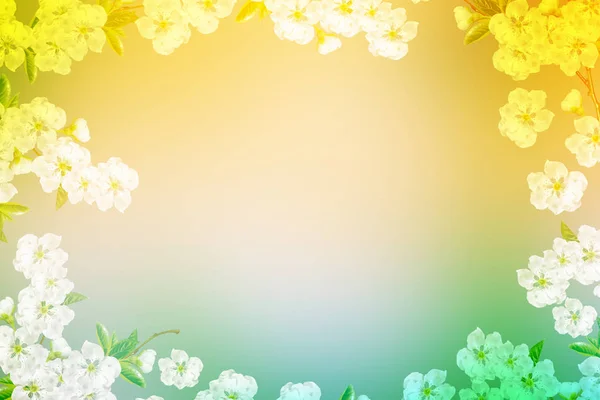 Bright colorful spring flowers — Stock Photo, Image