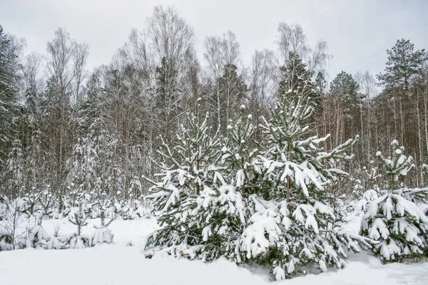 Floresta de inverno congelada com árvores cobertas de neve. — Fotografia de Stock