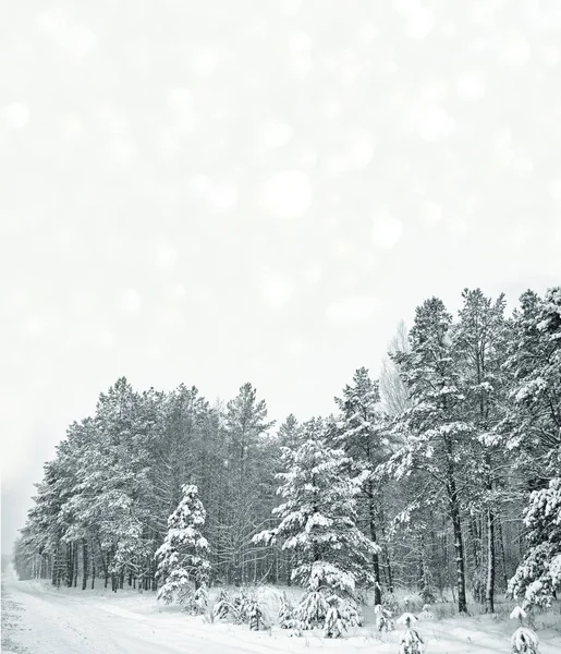 Bevroren winterbos met besneeuwde bomen. — Stockfoto