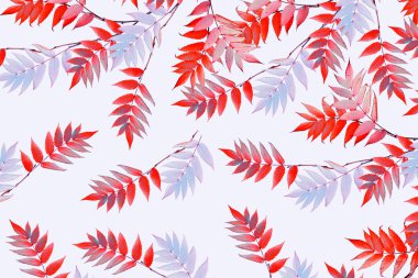 parlak renkli sonbahar yaprakları