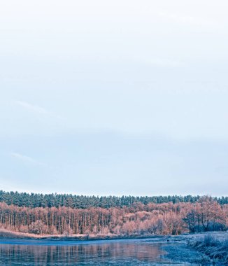  Karla kaplı ağaçlarla donuk kış ormanı.