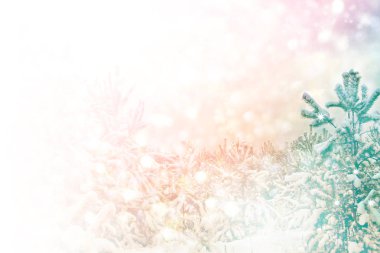  Karla kaplı ağaçlarla donuk kış ormanı.