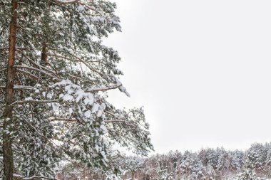  Karla kaplı ağaçlarla donuk kış ormanı.