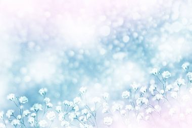 Parlak renkli çiçek gül 