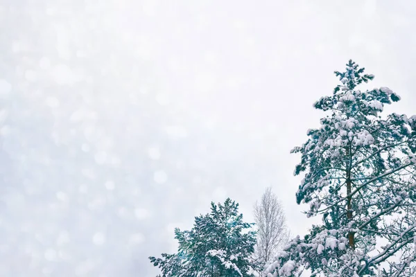 Bevroren winterbos met besneeuwde bomen. — Stockfoto