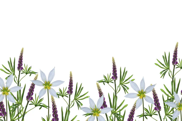 Łubin piękne kwiaty na białym tle — Zdjęcie stockowe