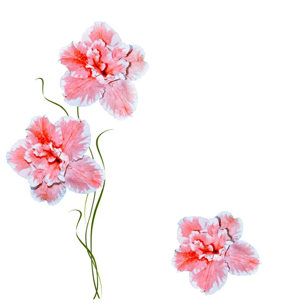 Beyaz arka plan üzerinde izole çiçek açelya. — Stok fotoğraf
