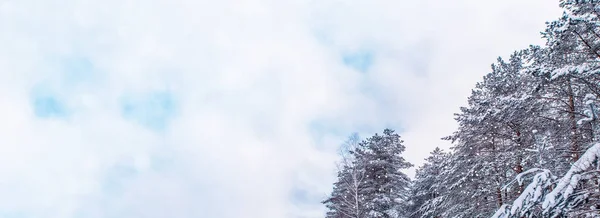 Bevroren winterbos met besneeuwde bomen. — Stockfoto