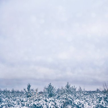  Karla kaplı ağaçlarla donuk kış ormanı.