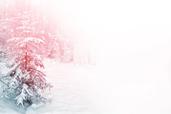 Gefrorener Winterwald mit schneebedeckten Bäumen. — Stockfoto