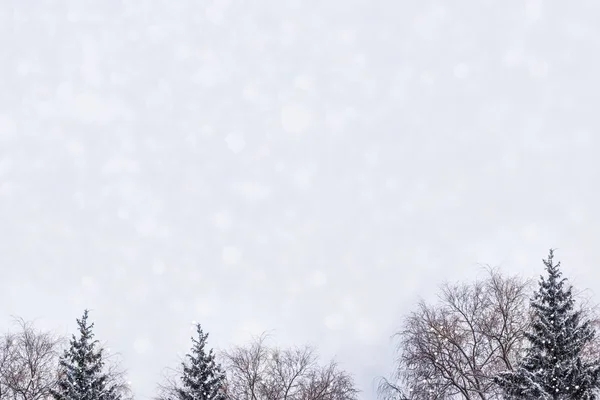 Blurred winter christmas background. Fir branches. — Stock Photo, Image